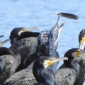 2026年10月16日の野鳥公園