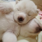ムクムク秋田犬のblog