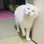 annex ニャンコのずっとのお家探し。