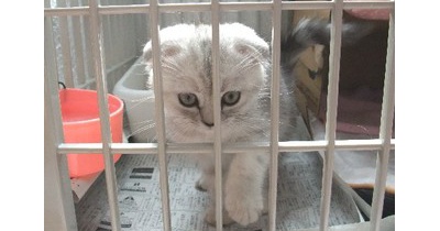 モモを迎えた前日の猫たちの様子