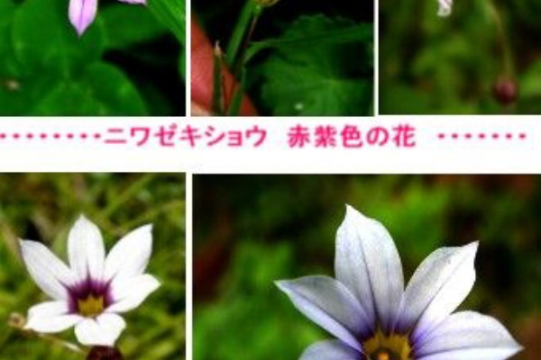 山川草木・動物 歳時記 Ⅱ - 2024年07月