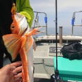 ５月１１日㈪の釣果