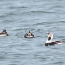 換羽中のコオリガモのつがい Long-tailed Duck