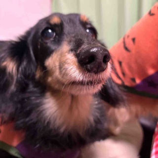 メルロコ一家の横須賀ストーリー