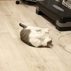 くーまと猫との日々