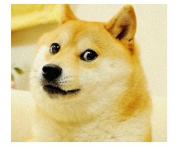 ドージ柴犬かぼすちゃんミームnft 約4 5億円で落札 あにまるニュースʕ ᴥ ʔ
