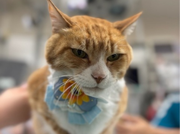 チャトです、、、🙀😾😼