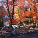 底冷えする12月にモミジ狩り