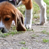 『犬のしつけトレーニングを飼い主さんの手に取り戻したい、と思って歩んできました』の画像