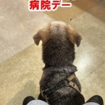 ガオだらけな日々　