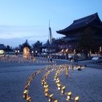 ボルゾイな生活