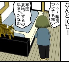 【猫との暮らし】猫様は万能なので、急な冷え込みにも対応可