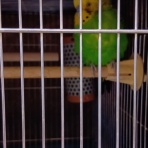 鳥とおばさん
