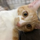 里親さんを待ってる猫たち(1/11)