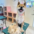 柴ちゃんday🐕