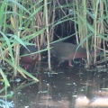 強風大荒れ‼️つがいのヒクイナを撮る🐦（多々良沼公園）