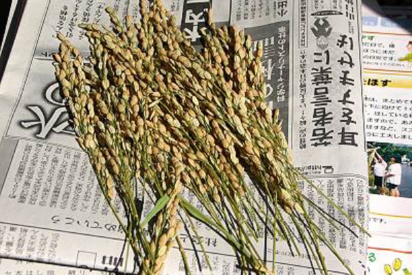 毎日がレビュー バケツ稲の脱穀まで