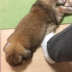 うさぎのたいさのじかん