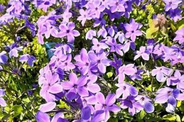 花のある暮らし - グランドカバー