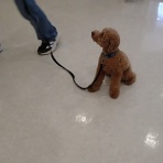 犬の幼稚園　アットホームblog