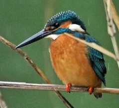2025年12月24日の野鳥公園