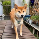 風太の日記！　3月18日