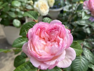 ＊春に発生しやすいバラの病気と早めの発見