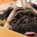 水曜日の、さんちゃん。