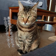 春休みが明けるとアレが捗る。と、黒の肉球つくりました。