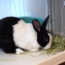 ビッグカップル誕生！　るりちゃん＆ほっぺ君 お届け報告