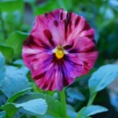 花屋さんで待ち合わせ