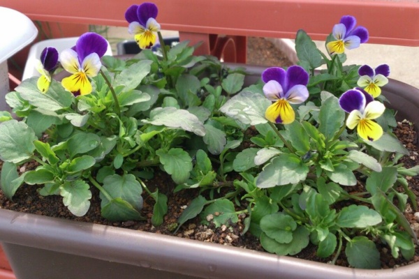 植物図鑑 ガーデンレコード 花の易しい育て方 ポット