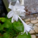 八重咲きギボウシが綺麗に咲きました
