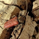 最近の出来事・・イベント八王子🐟設置