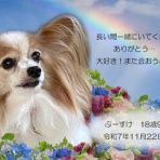 ペットセレモニーベル天国の天使達