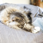 就活生フクロウ君