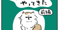 保護猫 菊之助がやってきた【前編】