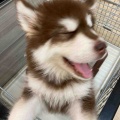 ハスキーじゃないよ🐶