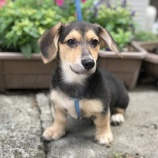 『【犬】里親募集を開始いたしました』の画像