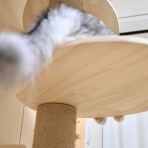 猫とふたり暮らし～evaとaiaiの日常～