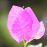 『徒然に光マイクロバブル（223）オンちゃん（3）』の画像