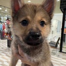 【通常ブログ】ポメ柴