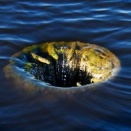 吸うやつ～ウーマナイザー