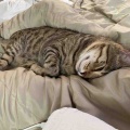 お耳を踏まれてるんにゃもん