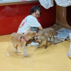NPO犬猫みなしご救援隊・代表ブログ・みなしご庵へようこそ