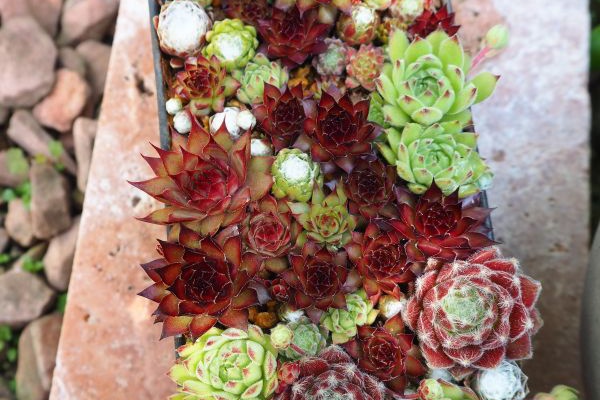 感謝を込めて。センペルビウム15(*´ω`*)Q ロココのやさしい時間 - センペルビウム