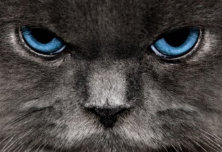 『猫が怒って、家に入れてくれない』－異例の911番通報が話題に