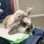 うさぎブログ　うさぎのしっぽ公式ブログ「日々しっぽ」