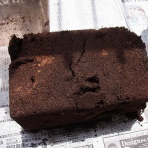 りゅうまるの虫日記