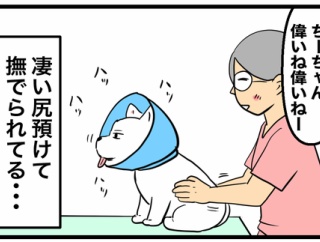 🐶入院中のちーちゃんの塩対応とシニア犬のお金の事情💰